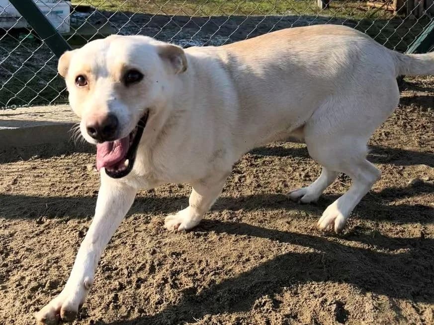 Holly (Homancs), female senior Mixed Breed for adoption at Mogyoró Menedék Szentes