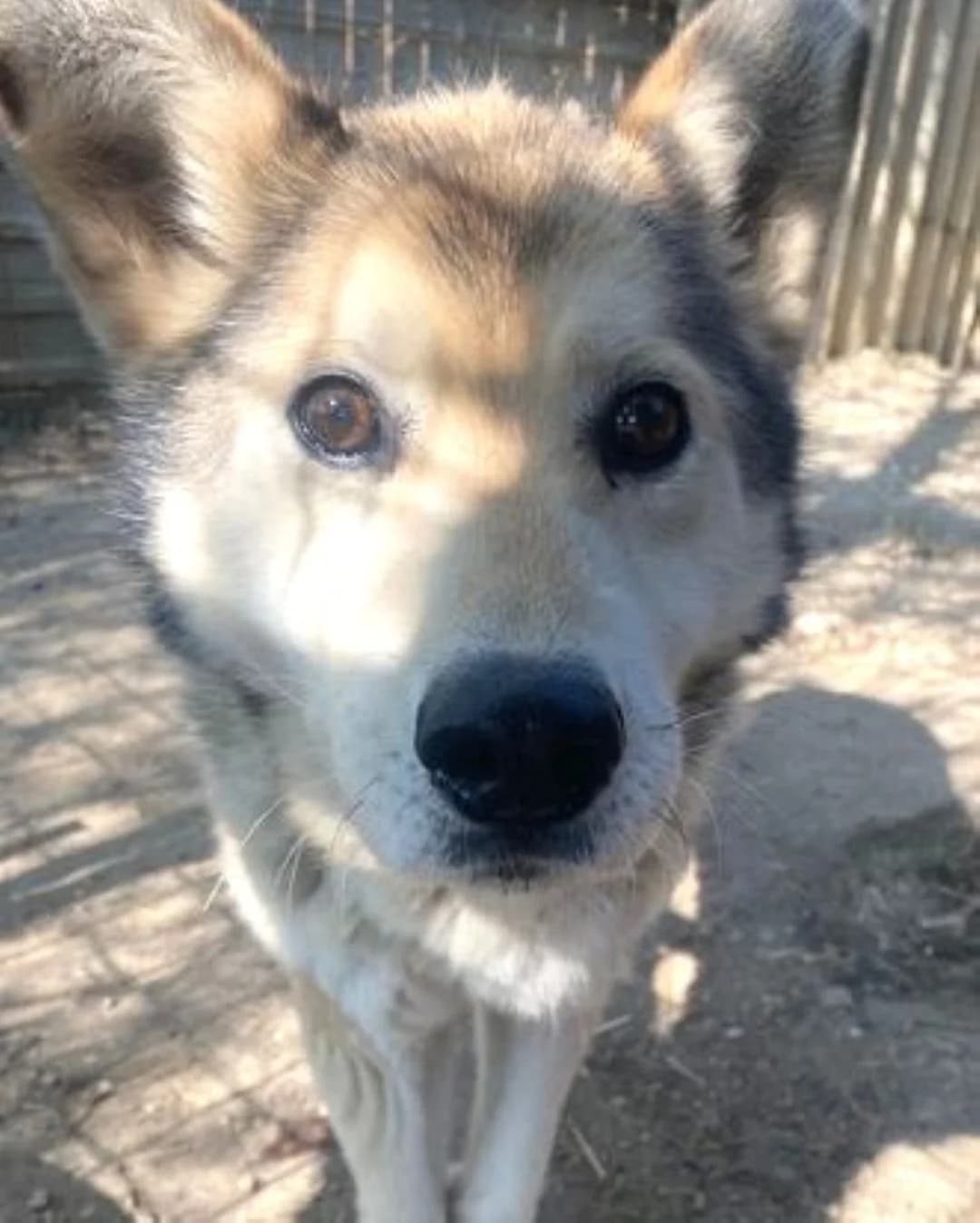 Rénó, male senior Alaskan Malamute for adoption at Mogyoró Menedék Szentes