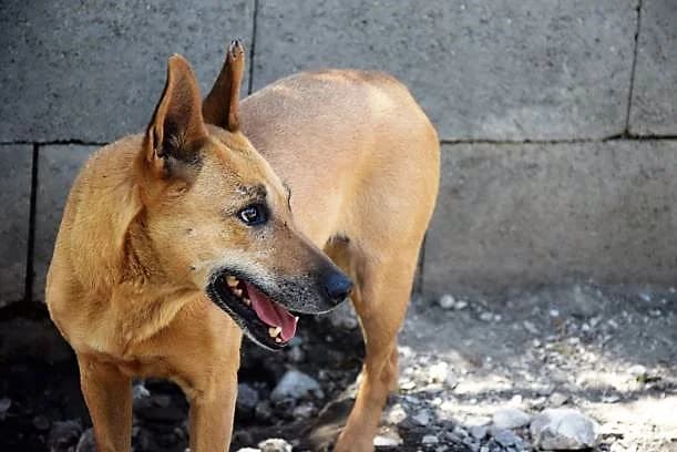 Holdacska, female senior Mixed Breed for adoption at Mogyoró Menedék Szentes