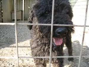 Walker, male senior Puli for adoption at Mogyoró Menedék Szentes
