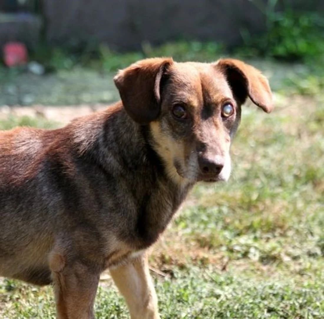 Viktor, male senior Dachshund for adoption at Mogyoró Menedék Szentes