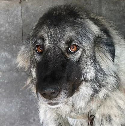 Mini, female senior Mixed Breed for adoption at A.D.A. Noguera