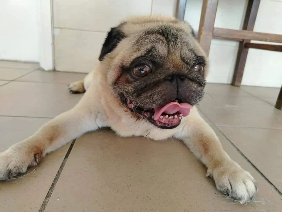 Mars és Vénusz, female senior Mixed Breed for adoption at Második Esély Mopszmentő Egyesület