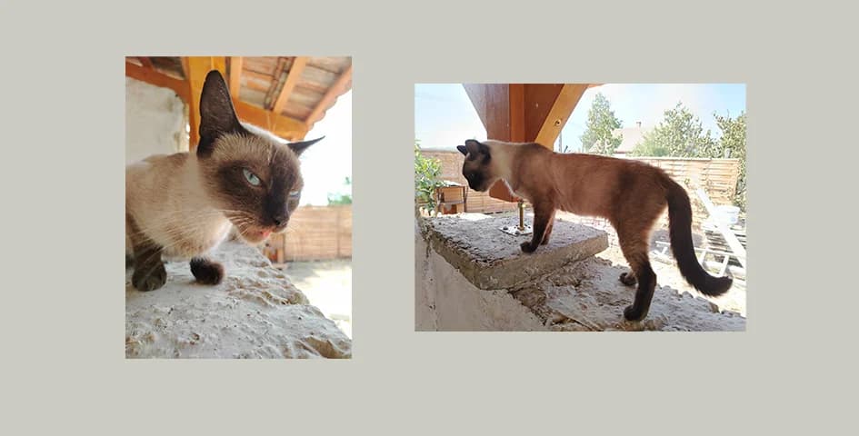 Dáma, female 6yo Mixed Breed for adoption at Második Esély Mopszmentő Egyesület