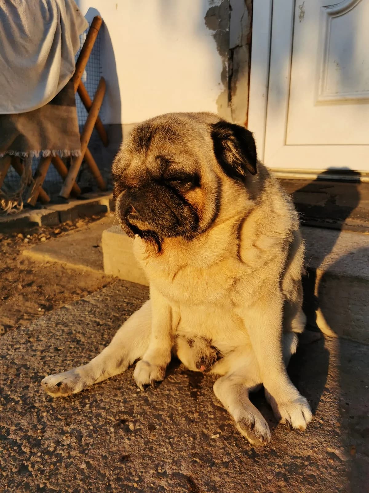 Mars, male senior Mixed Breed for adoption at Második Esély Mopszmentő Egyesület