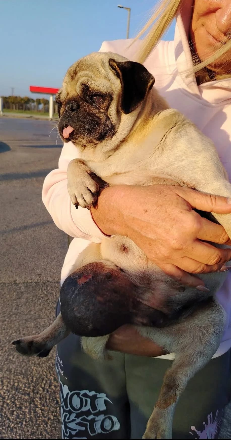 Lola/Gömbike, 5yo Mixed Breed for adoption at Második Esély Mopszmentő Egyesület