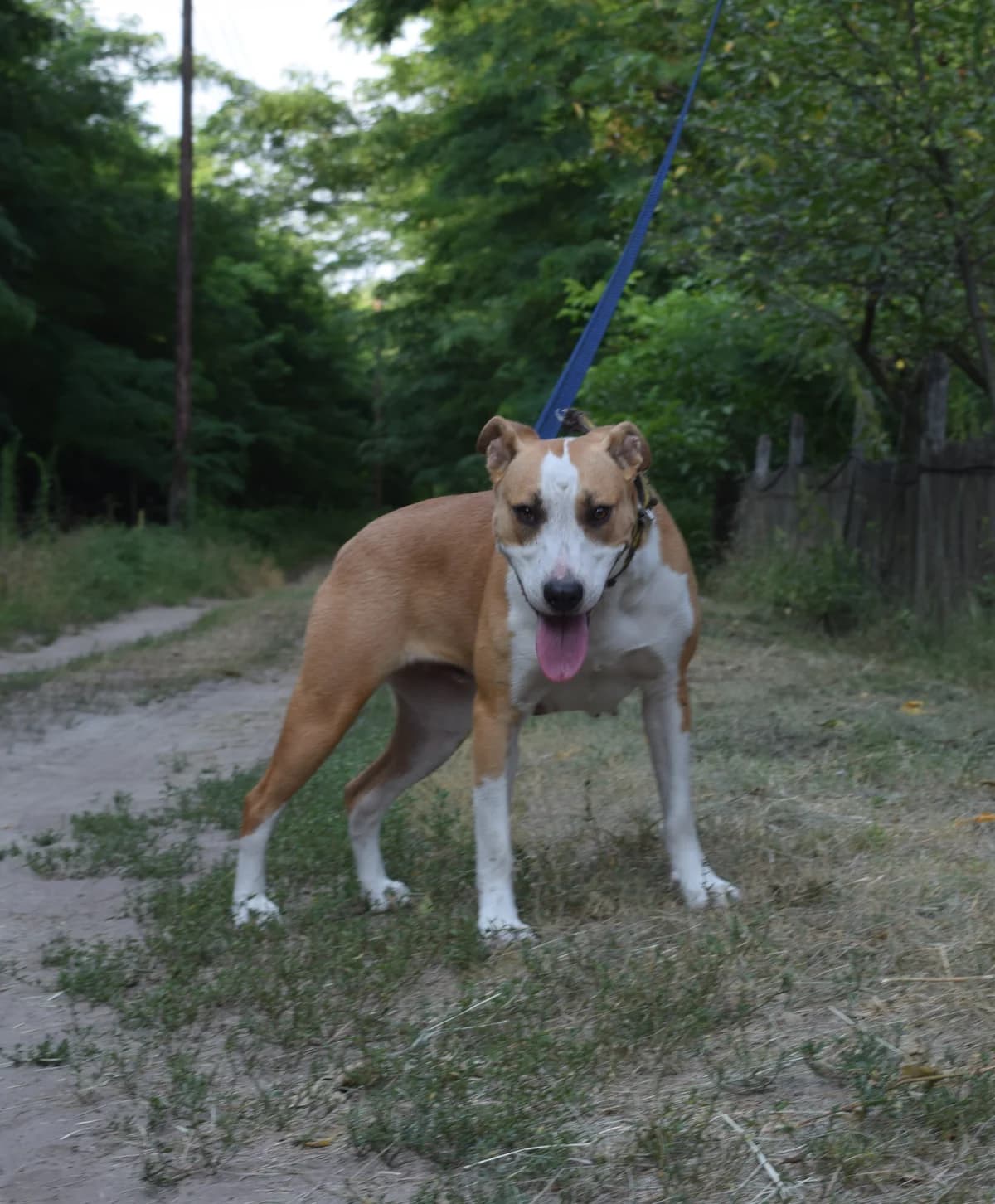 Lola, senior Mixed Breed for adoption at Nagykőrösi Állatmentők Egyesülete