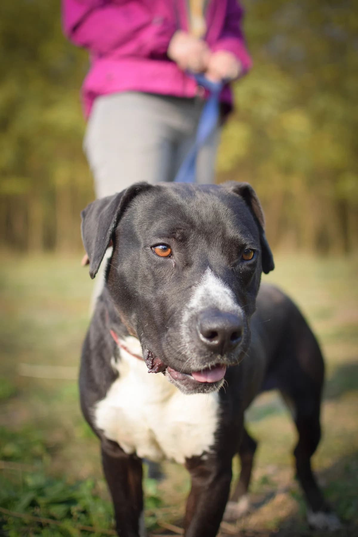 Angel, male senior Mixed Breed for adoption at Nagykőrösi Állatmentők Egyesülete