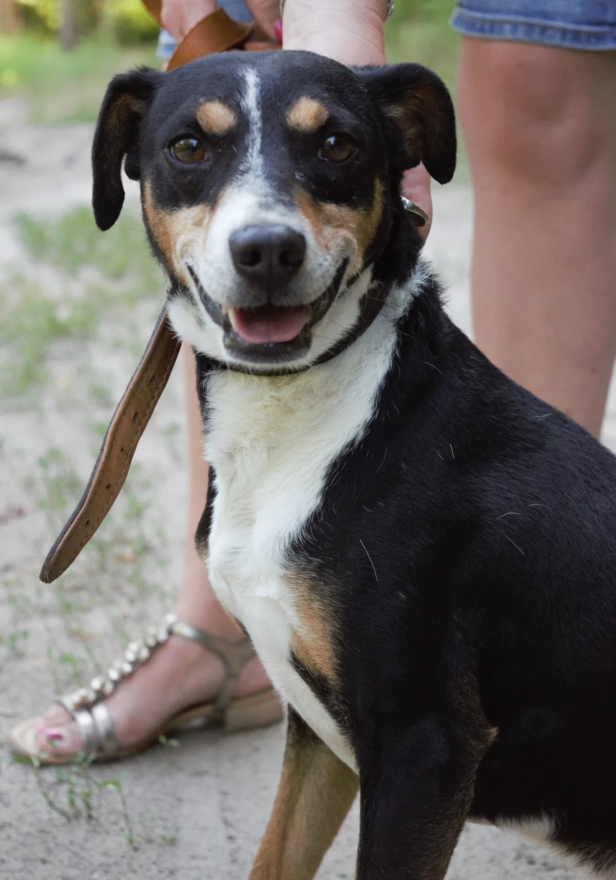 Pepe, senior Mixed Breed for adoption at Nagykőrösi Állatmentők Egyesülete