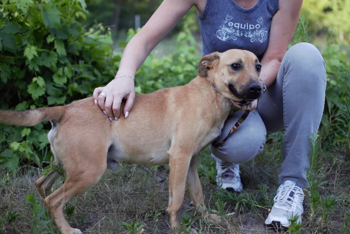 Merlin, senior Mixed Breed for adoption at Nagykőrösi Állatmentők Egyesülete