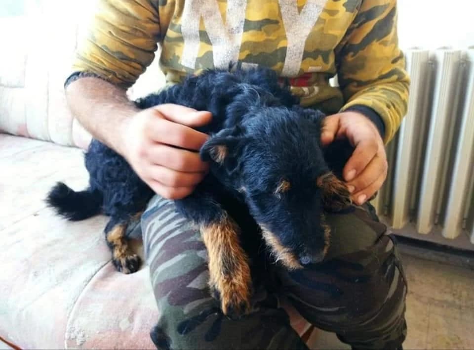 Kyra, senior Mixed Breed for adoption at Nagykőrösi Állatmentők Egyesülete