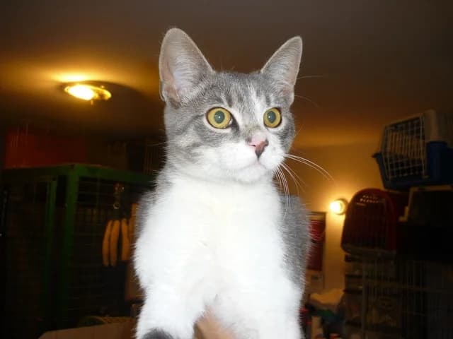 Csinos, female senior Domestic Shorthair for adoption at NoĂ© Ăllatotthon, Budapest