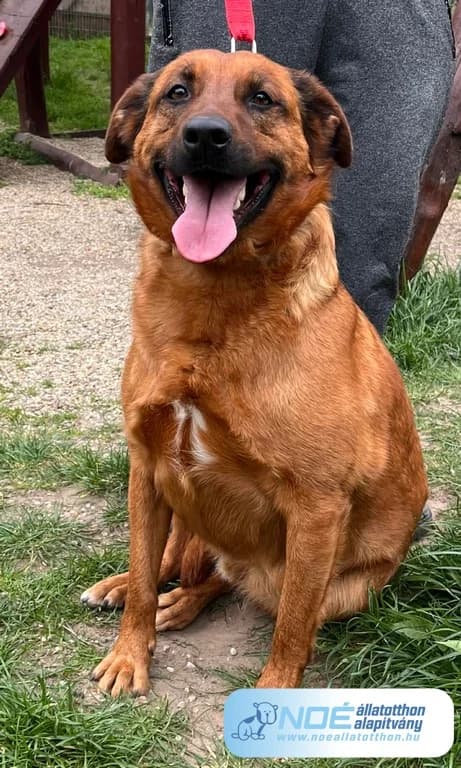 Furfang Verde, male 3yo Mixed Breed for adoption at Noé Állatotthon, Budapest