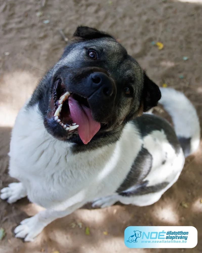 Yuki, female 3yo American Akita for adoption at Noé Állatotthon, Budapest