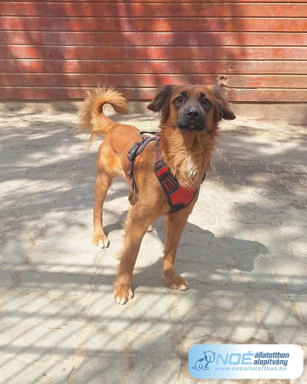 Jack Sparrow, male 4yo Mixed Breed for adoption at Noé Állatotthon, Budapest