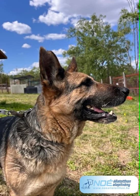 Tessa, female 7yo Mixed Breed for adoption at Noé Állatotthon, Budapest