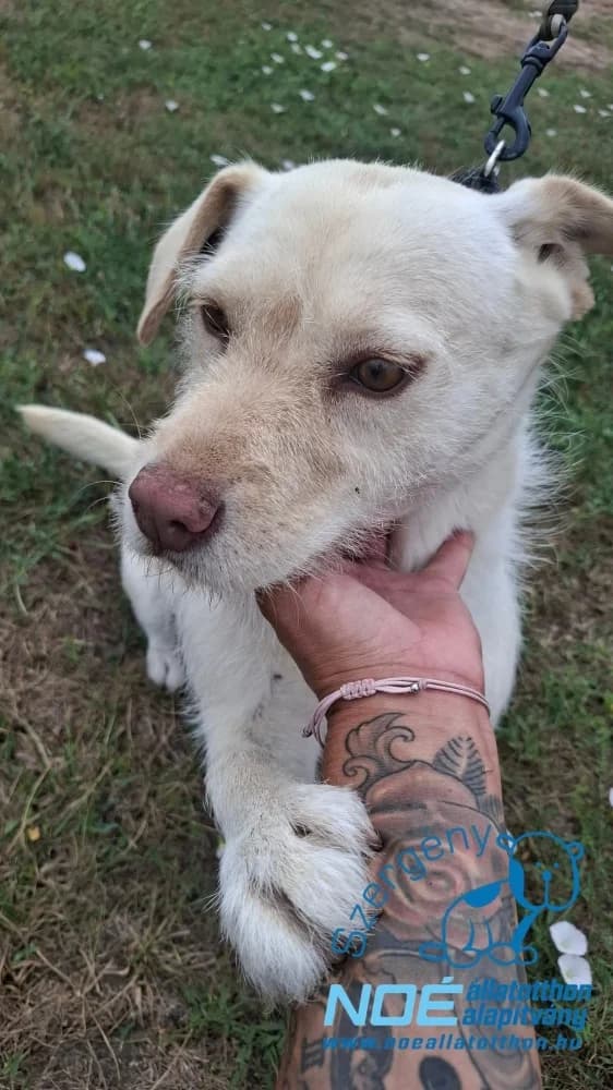 Rózi, female 5yo Mixed Breed for adoption at Noé Állatotthon, Budapest