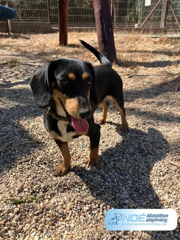Virgonc mama, female young Mixed Breed for adoption at Noé Állatotthon, Budapest