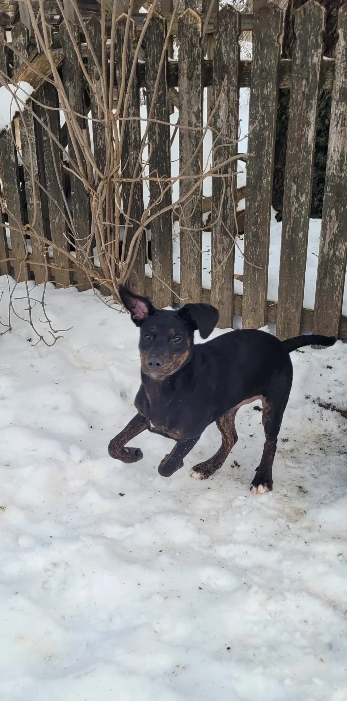 Abu Dhabi, female Mixed Breed for adoption at Pilisbudai Kutyások