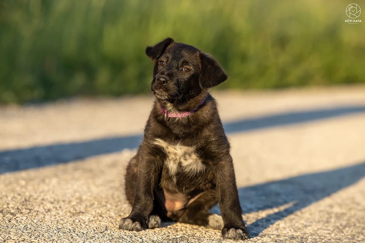 Fábia, female Mixed Breed for adoption at Pilisbudai Kutyások