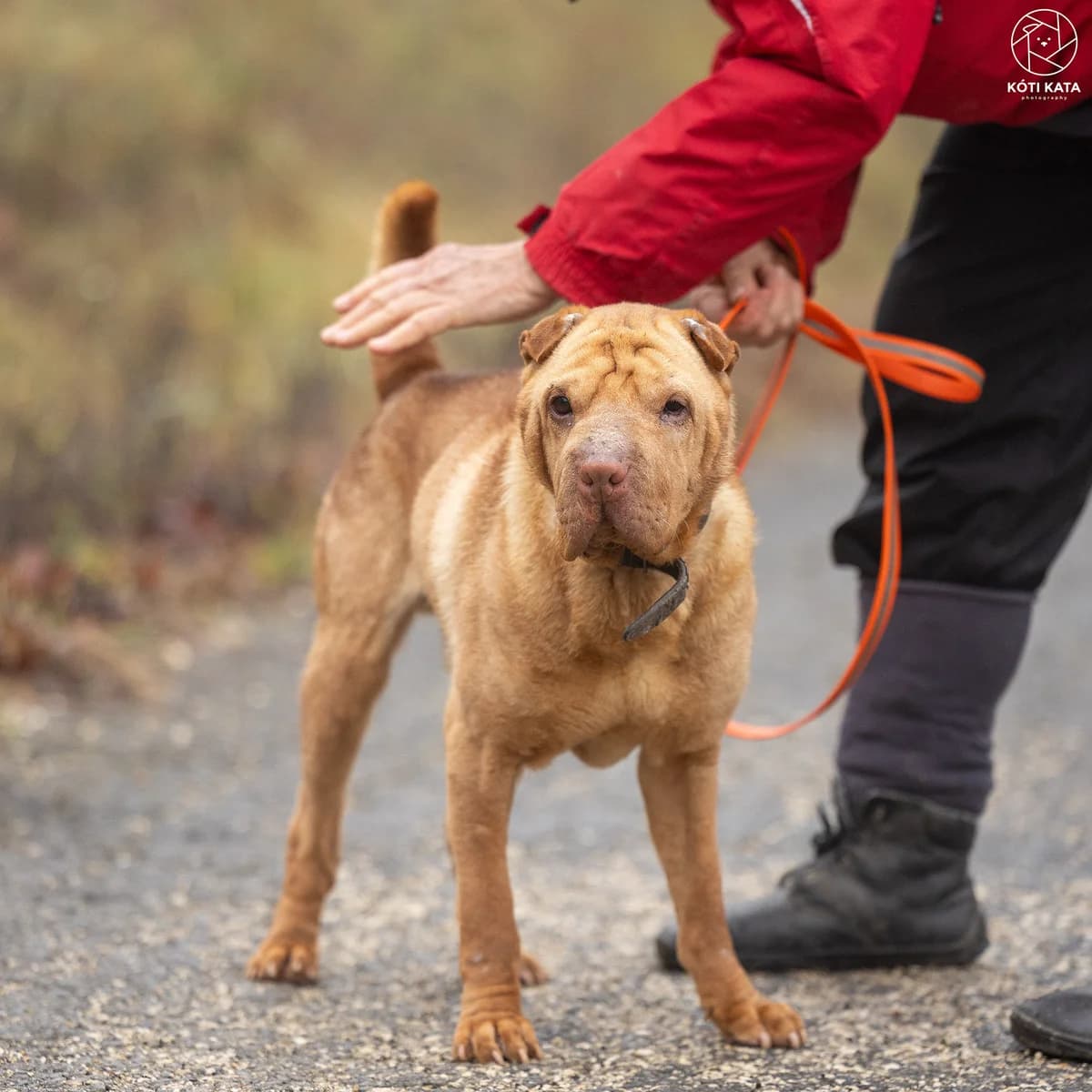 Jackson, male Mixed Breed for adoption at Pilisbudai Kutyások