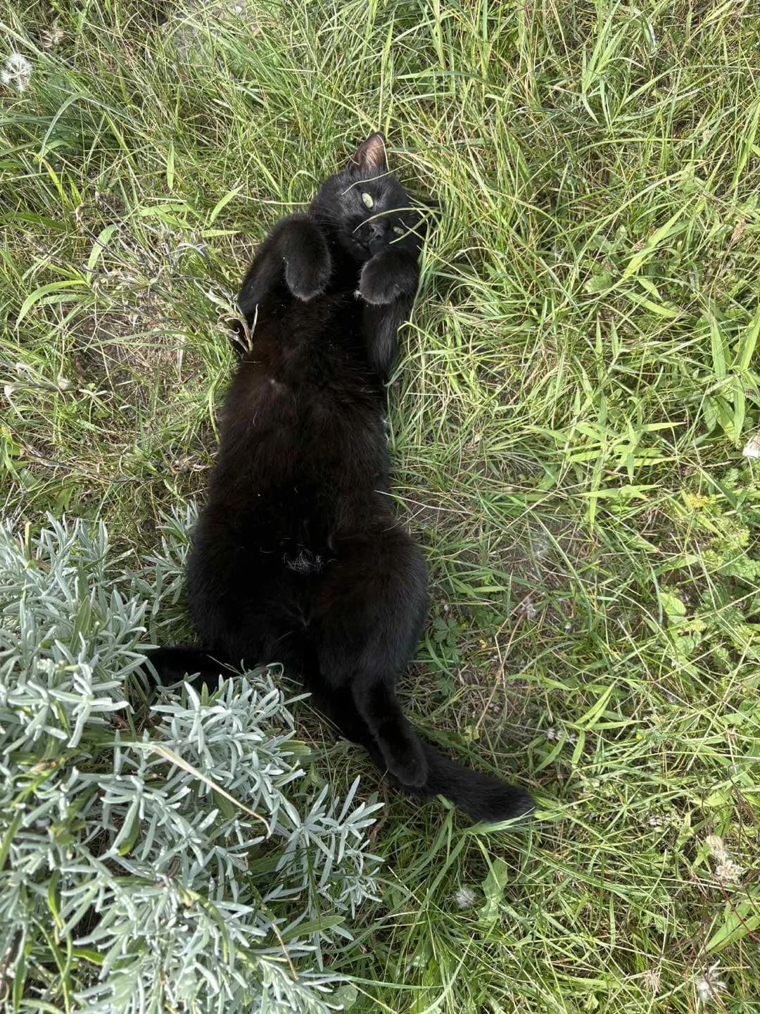 Kiskorom, female Mixed Breed for adoption at Pilisbudai Kutyások