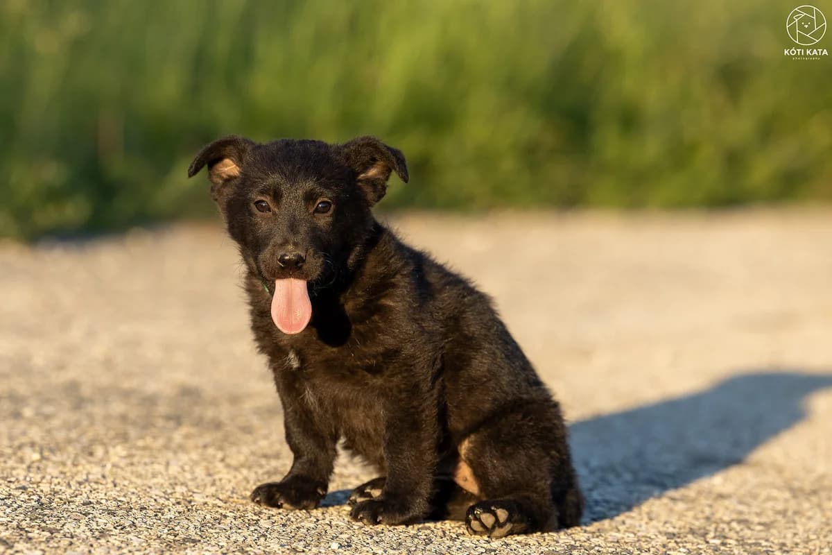 Piros, female Mixed Breed for adoption at Pilisbudai Kutyások