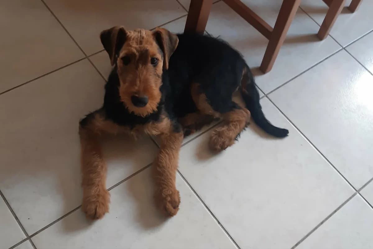 Rozi, female Mixed Breed for adoption at Pilisbudai Kutyások