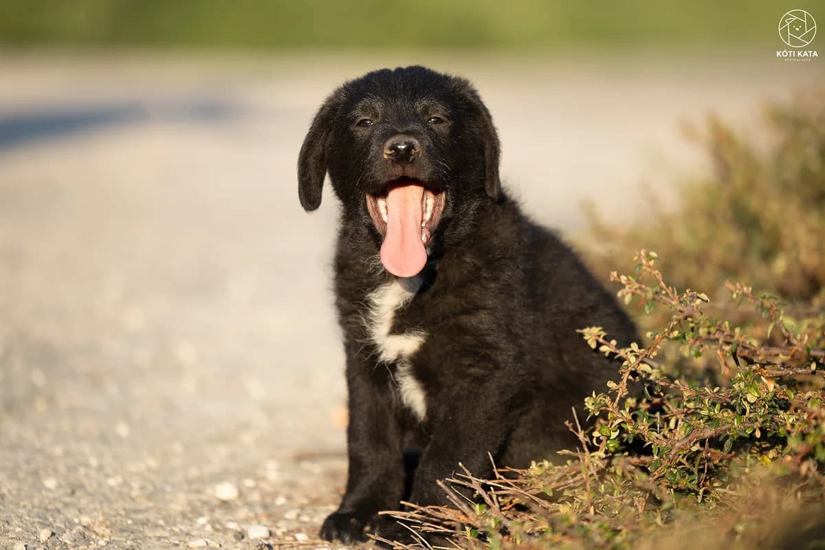 Skoda, male Mixed Breed for adoption at Pilisbudai Kutyások