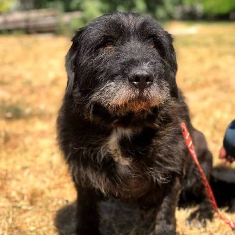 Plútó, male senior mixed breed for adoption at Pomázi Menhely