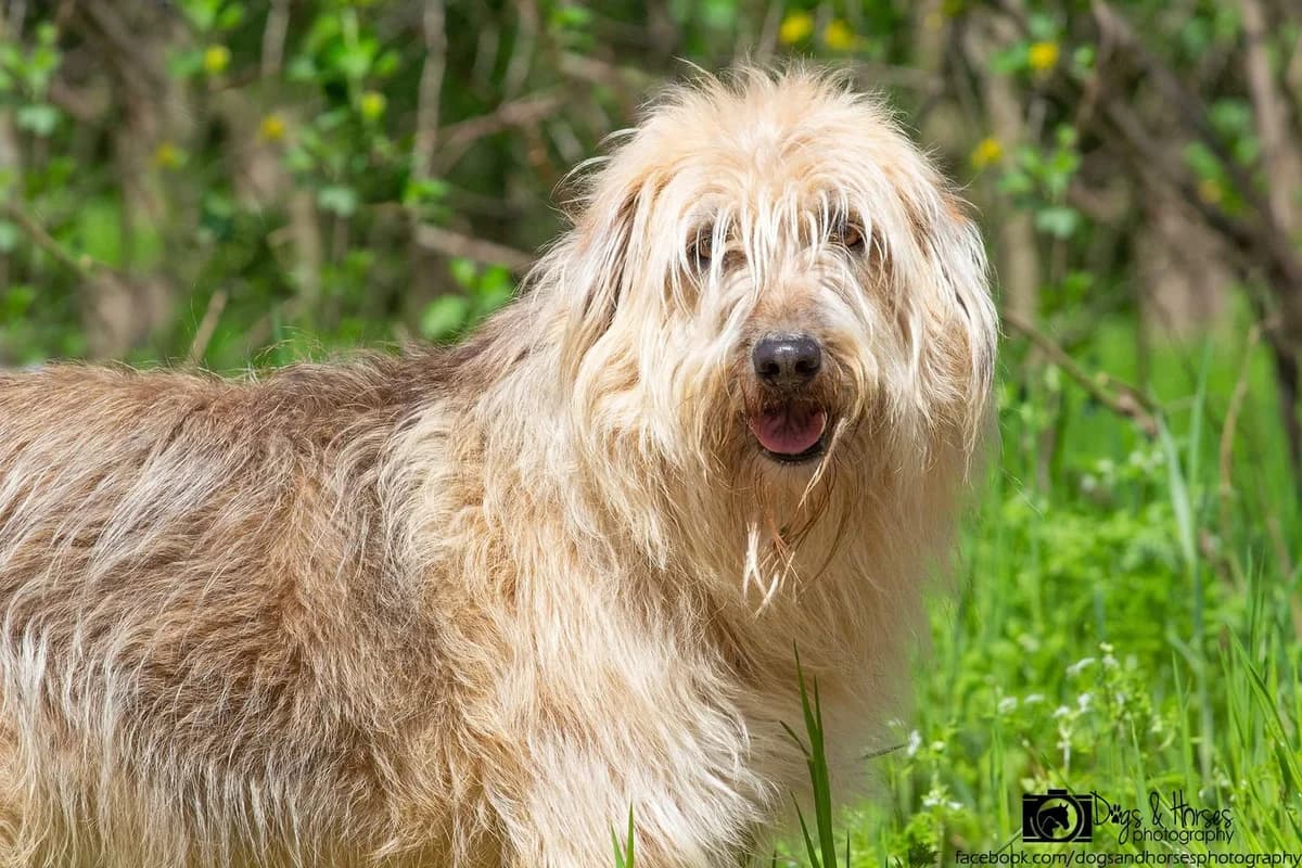 Benji, male Mixed Breed for adoption at Rénó Kutyaotthon Ladánybene