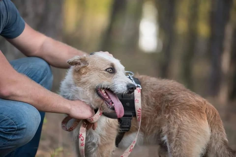 Lali, male Mixed Breed for adoption at Rénó Kutyaotthon Ladánybene