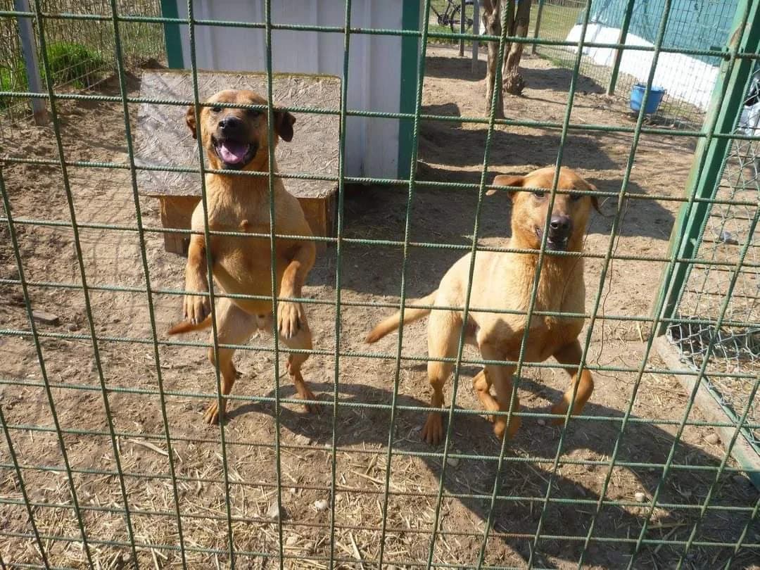 Milor és Brúnó, male 5yo Vizsla for adoption at Rénó Kutyaotthon Ladánybene