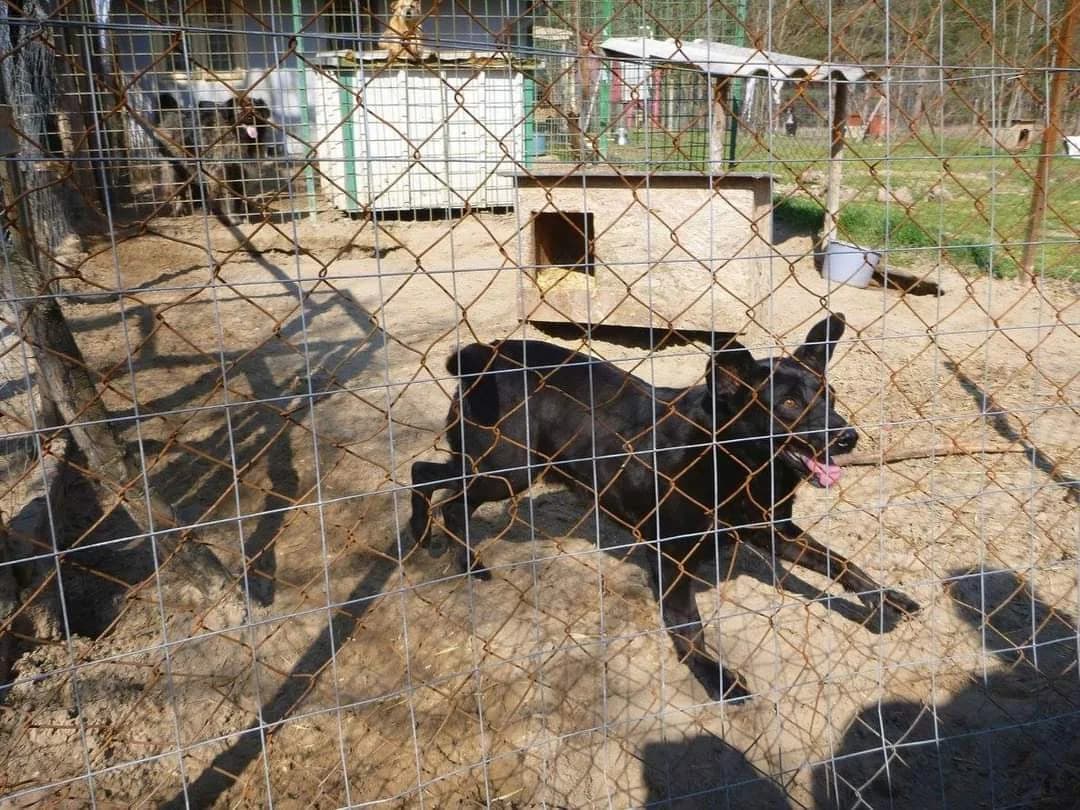 Darki, male 5yo Mixed Breed for adoption at Rénó Kutyaotthon Ladánybene
