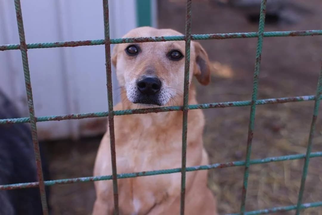 Jenci, male senior Mixed Breed for adoption at Rénó Kutyaotthon Ladánybene