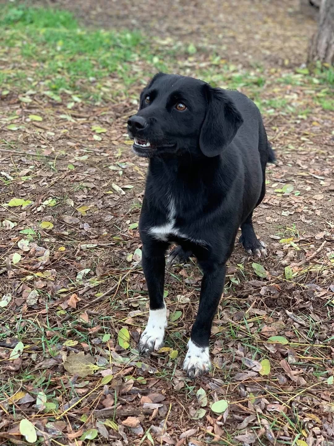 Jonny, male Mixed Breed for adoption at Rénó Kutyaotthon Ladánybene