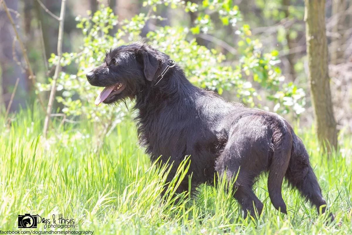 Mandula, female Mixed Breed for adoption at Rénó Kutyaotthon Ladánybene