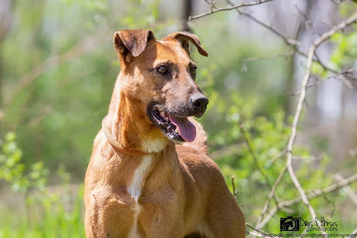 Chucky, male 6yo Mixed Breed for adoption at Rénó Kutyaotthon Ladánybene