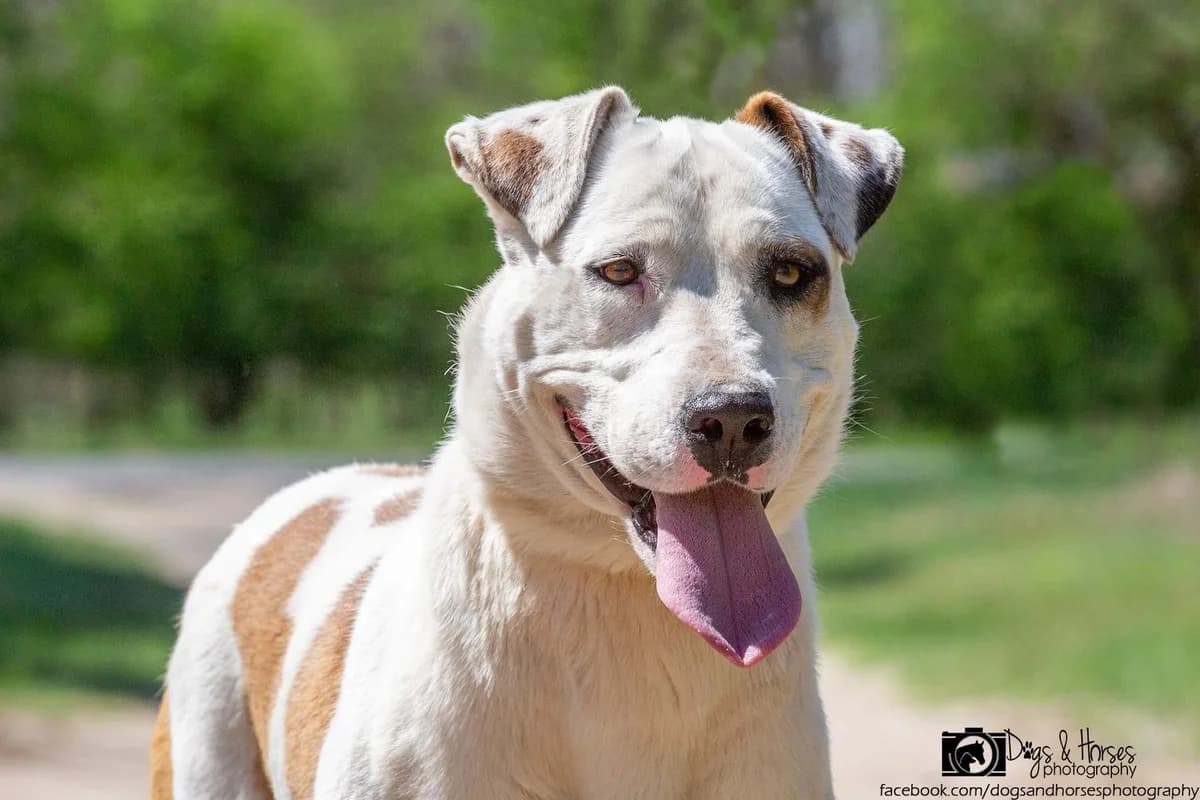 Zora, female Mixed Breed for adoption at Rénó Kutyaotthon Ladánybene