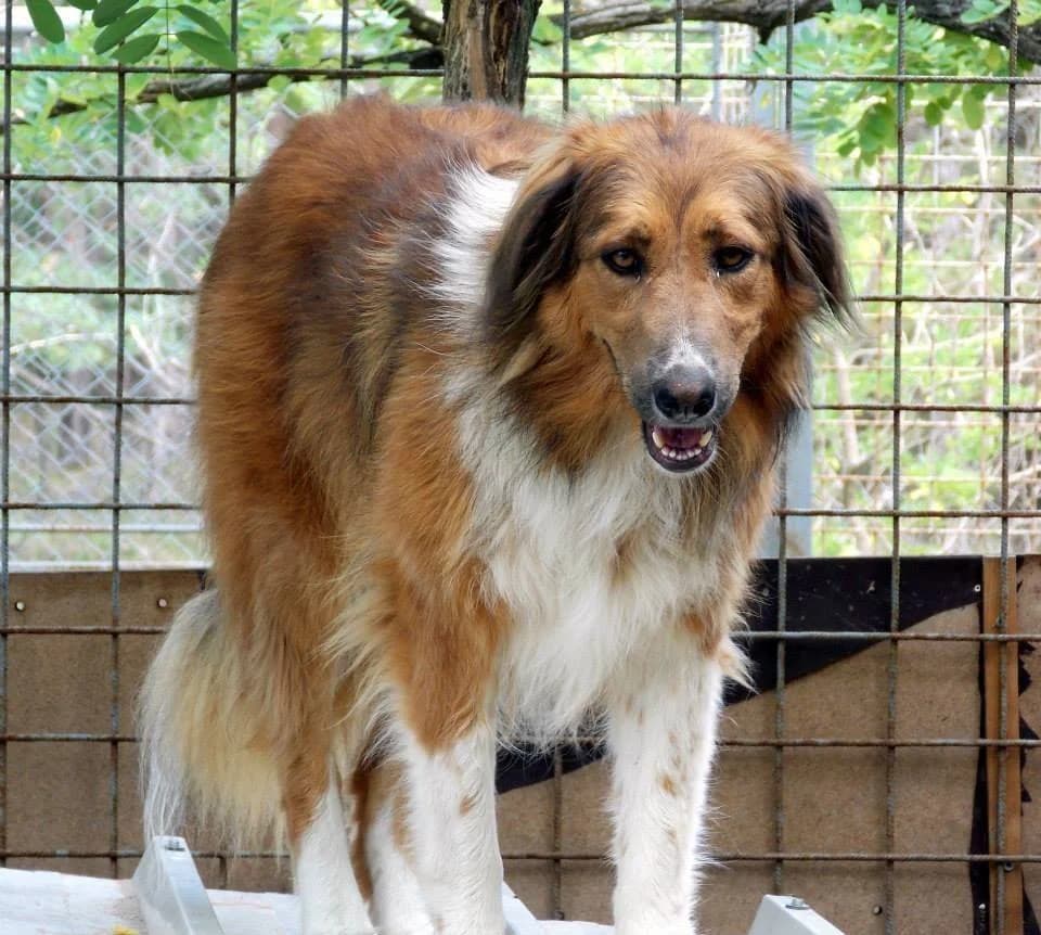 Jenny, female 5yo Mixed Breed for adoption at Rénó Kutyaotthon Ladánybene