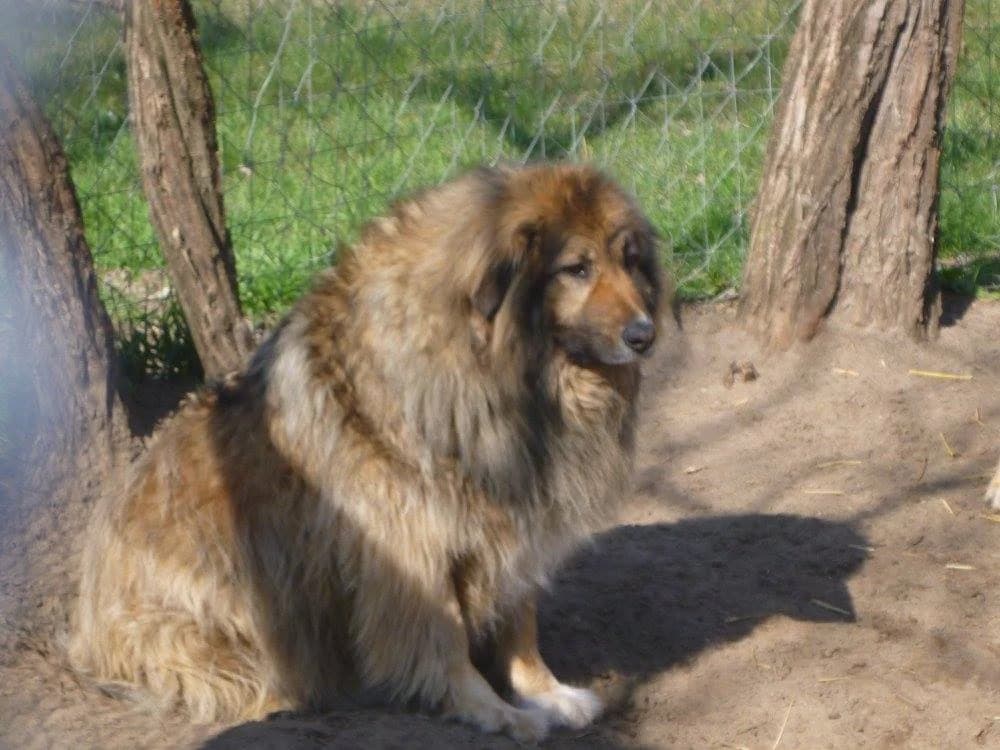 Rocky, male 7yo mixed breed for adoption at Rénó Kutyaotthon Ladánybene