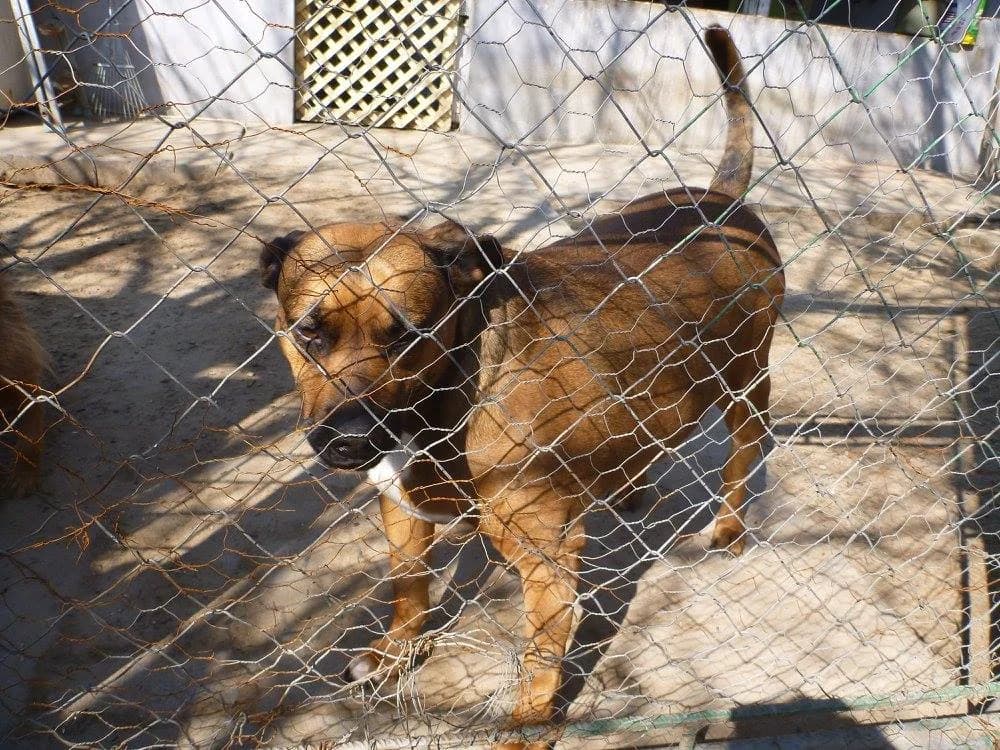 Dorka, female Mixed Breed for adoption at Rénó Kutyaotthon Ladánybene