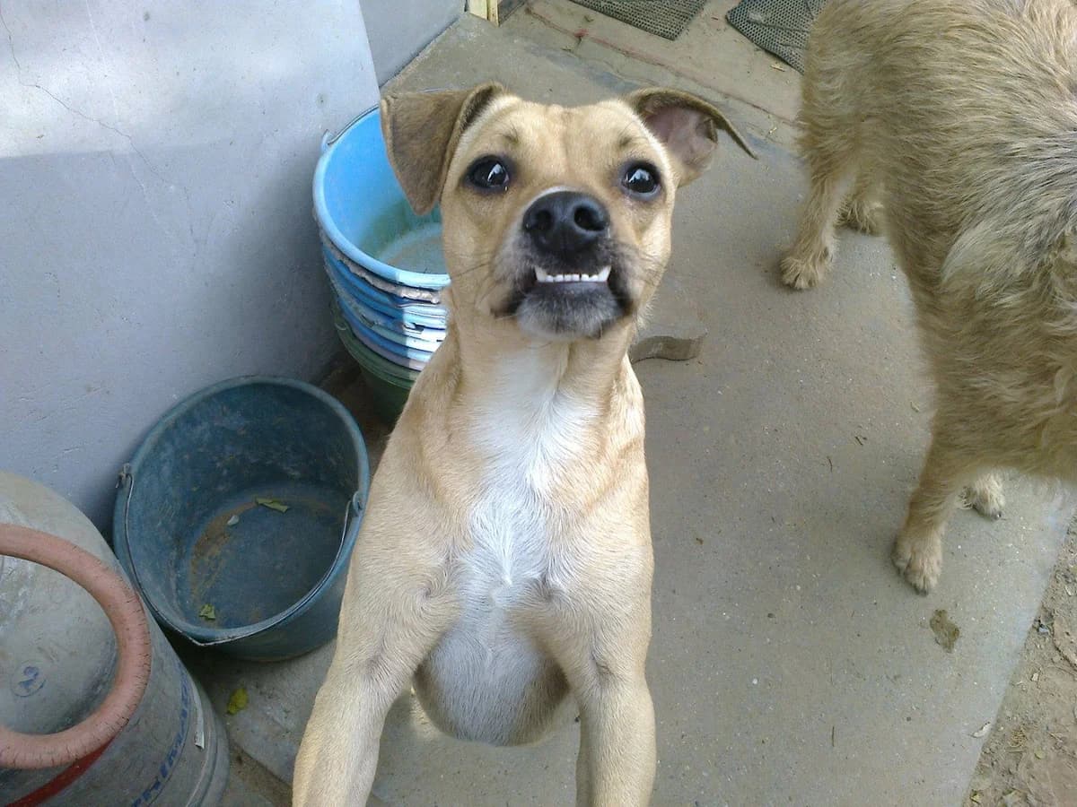 Héli, female 6yo Mixed Breed for adoption at Rénó Kutyaotthon Ladánybene