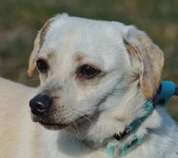 Spider, Mixed Breed for adoption at Rex Kutyaotthon, Budapest