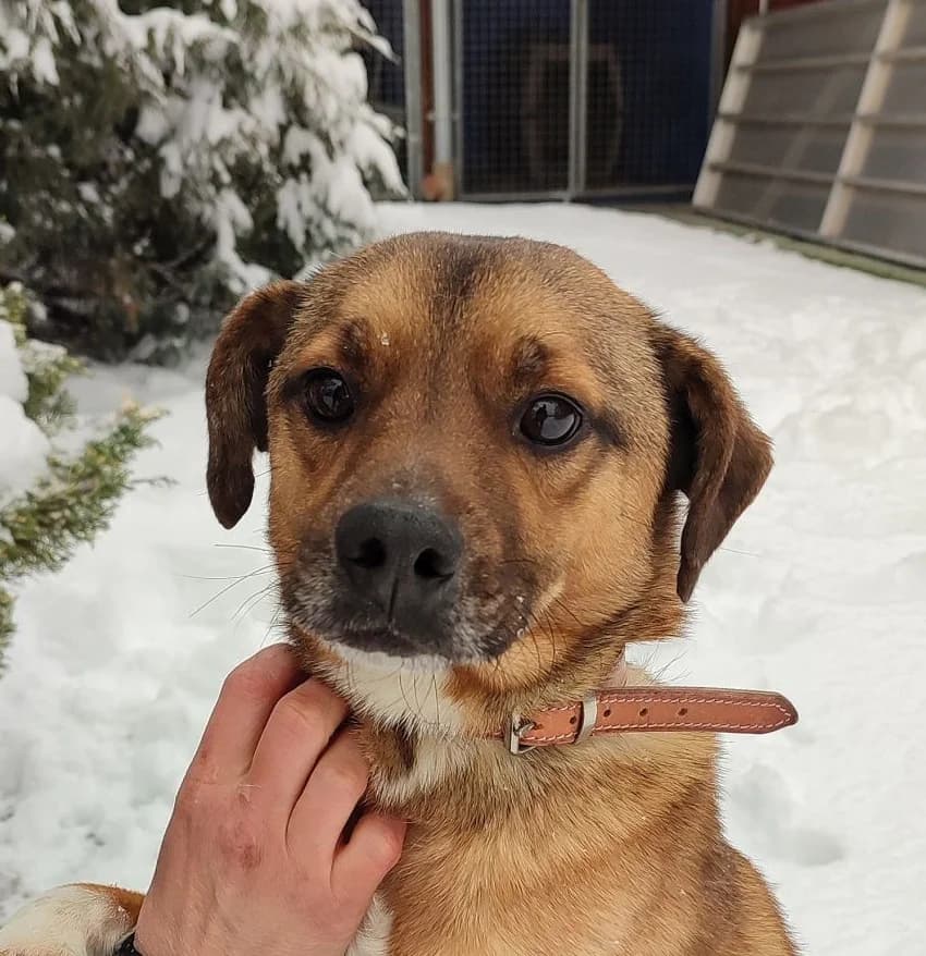 Vance, 3yo Mixed Breed for adoption at Rex Kutyaotthon, Budapest