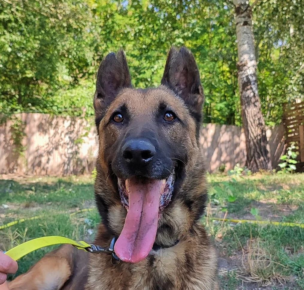 Zénó, Mixed Breed for adoption at Rex Kutyaotthon, Budapest