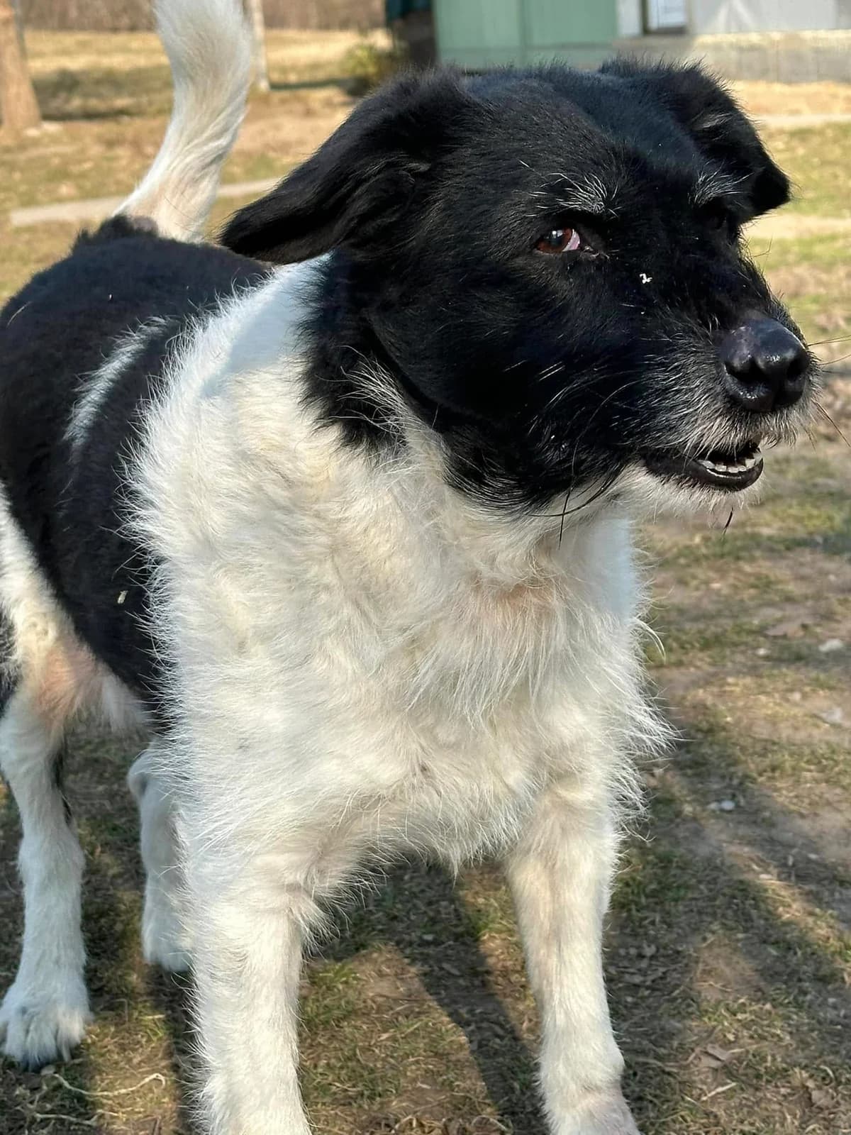 Buksi, male senior mixed breed for adoption at Rex Komárom