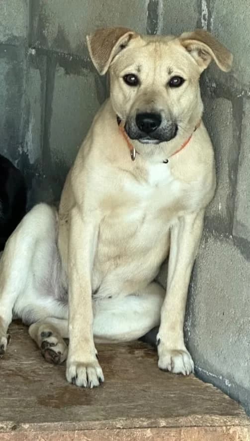 Dongó, male 4yo mixed breed for adoption at Rex Komárom