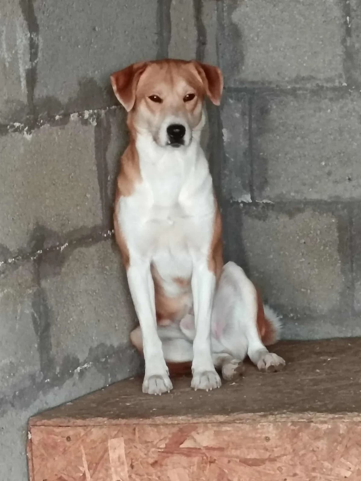 Nova, male 4yo mixed breed for adoption at Rex Komárom