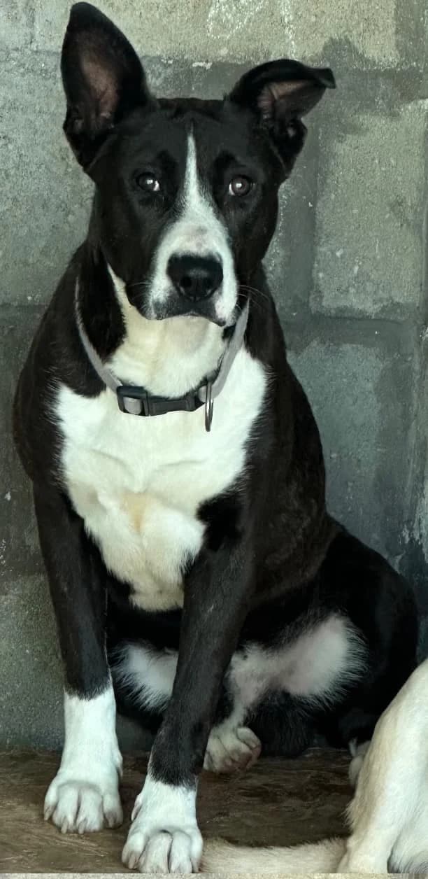 Optimus, male 4yo mixed breed for adoption at Rex Komárom
